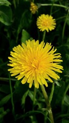 beautiful yellow dandelion close-up on a green background