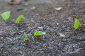 Ants carrying leafs