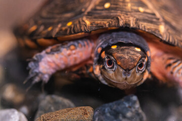 Obraz premium キボシイシガメ