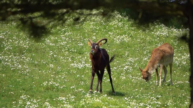 Nile lechwe or Mrs Gray's lechwe (Kobus megaceros) is an endangered species of antelope found in swamps and grasslands in South Sudan and Ethiopia.