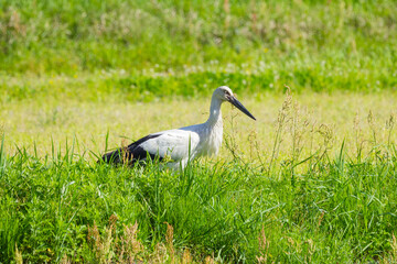 田んぼで餌を探すコウノトリ 鸛