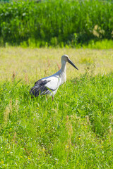 田んぼで餌を探すコウノトリ 鸛
