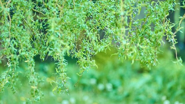 Salix babylonica (Babylon, Blanda, Chinese, Peking or Weeping willow) is species of willow native to dry areas of northern China.