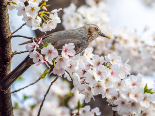 桜にとまるヒヨドリ