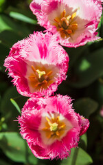 Tulips in Gulhane Park in Istanbul, Turkey