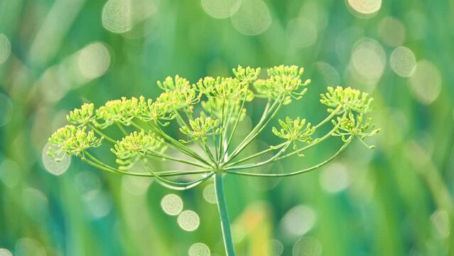 Dill umbrellas in the vegetable garden. Summertime. Rural area. Dill (Anethum graveolens) is an annual herb in the celery family Apiaceae. It is the only species in the genus Anethum.