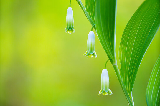 Medical healthy flower Polygonatum multiflorum