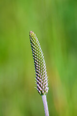 The lanceolata plantain (Plantago lanceolata) is a medicinal herb that has anti-cough properties and has anti-inflammatory and antibiotic effects.