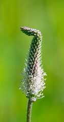 Fototapeta premium The lanceolata plantain (Plantago lanceolata) is a medicinal herb that has anti-cough properties and has anti-inflammatory and antibiotic effects.