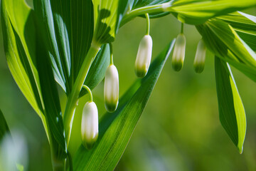 Medical healthy flower Polygonatum multiflorum