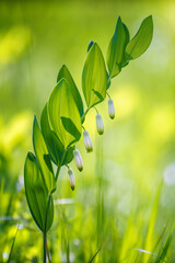 Medical healthy flower Polygonatum multiflorum