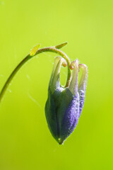 Aquilegia vulgaris flower close-up on green meadow background
