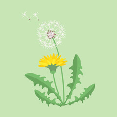 Dandelion. Plant. Flowers and leaves. Color vector image.