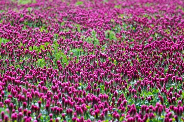 Red clover flowers on the field in the background