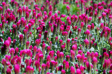 Red clover flowers on the field in the background