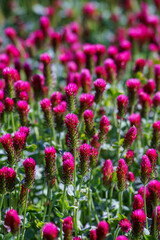Obraz premium Red clover flowers on the field in the background