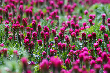 Red clover flowers on the field in the background