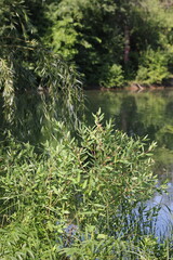 Wild plants growing on the river bank.