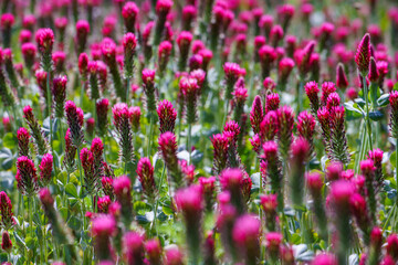 Red clover flowers on the field in the background