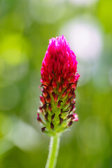 Red clover flowers on the field in the background