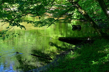 A close up on a vast yet shallow river or lake surrounded from all sides with logs, planks, trees, and shrubs with additional wooden boat seen moored next to the coast of the reservoir in Poland