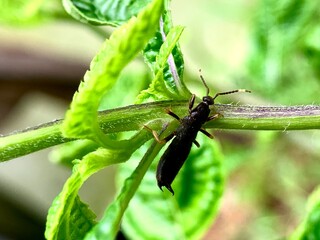 black insects on green leafy plants