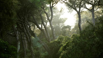 Pine forest at dawn entering the light between the tops, generating mist in the thicket.