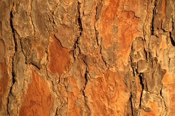 Pine tree trunk bark texture.