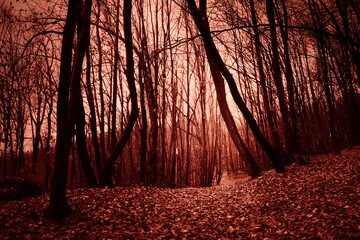 dark horror forest at night, halloween landscape