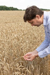 A male farmer checks the quality of the sown wheat on a sunny summer day, summer field work, a field with wheat