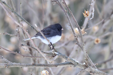 Dark-eyed junco (Junco hyemalis) in winter