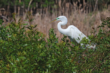 Nesting great egret in vegetation at Pinckney Island National Wildlife Refuge, South Carolina