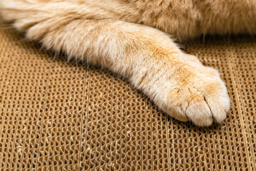 a cat's paw with claws extended lies on a floor scratching post, close-up