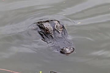 Head of an alligator in a pond at Hilton Head Island, SC