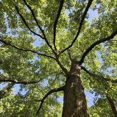 Naklejka premium 나무