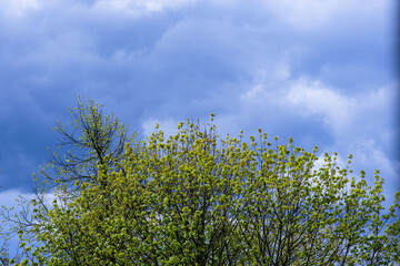 blue sky with cloud background