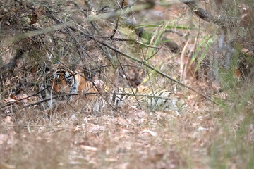 Free ranging wild Indian bengal tiger in India jungle