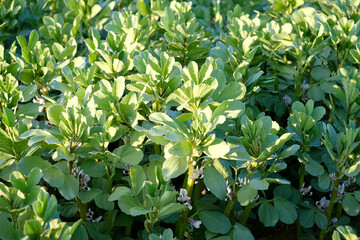 beautiful green vegetable bean plants, white flowers honeyplants. Texture natural background of...