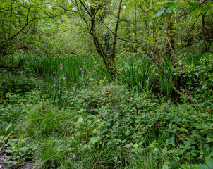 Cornish Woodland.