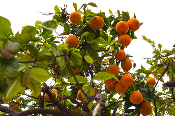 orange tree laden with ripe citrus fruits stands tall amidst lush greenery, Rutaceae family,...