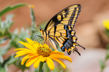 Obraz premium A yellow and black butterfly resting on top of a flower, macro