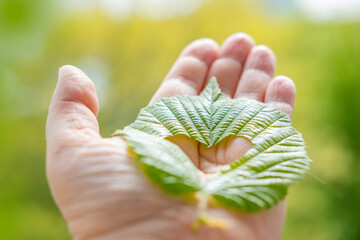 female hand holding heart-shaped green leaf wood, connection between nature and heart health, Cardiac care, Eco-friendly living