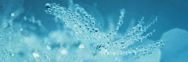 Macro nature. Beautiful dew drops on dandelion seed macro. Beautiful soft background. Water drops...