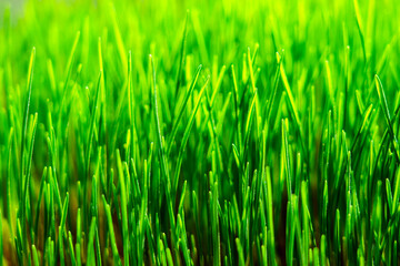 Wheatgrass seedlings close-up, illuminated by the sun. Vegan healthy food.