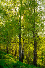 Sunset or sunrise in a spring birch forest with bright young foliage glowing in the rays of the sun...