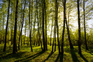 Fototapeta premium Sunset or sunrise in a spring birch forest with bright young foliage glowing in the rays of the sun and shadows.