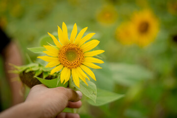 sunflower in hand
