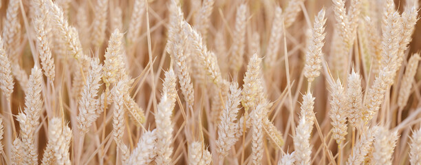 golden ripe ears wheat, summer field, rich harvest bread, grain import, export, stock exchange, grain trading, Grains Futures Prices, power nature and bounty land