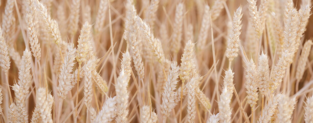 golden ripe ears wheat, summer field, rich harvest bread, grain import, export, stock exchange,...