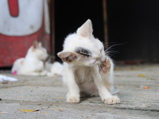 white cat on the Streets